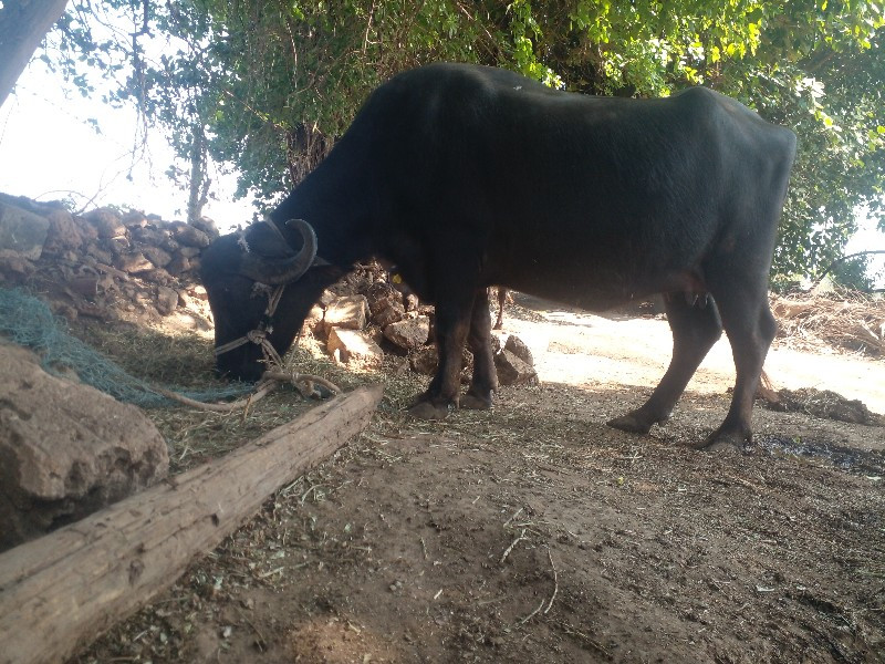 આભેસ બીજુવેતરવી...