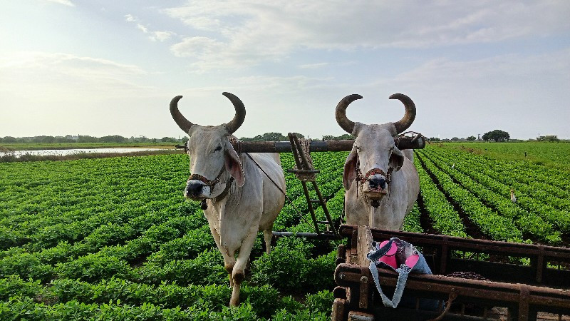 બળદ