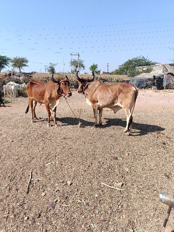 બળદ...ગોઢલાવેસવ...