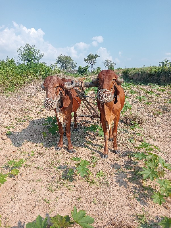 બળદ વેચવાના છે