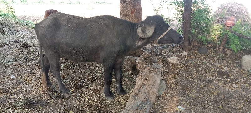 ખડેલી વેચવાની છ...