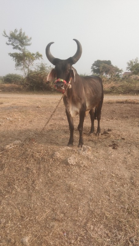 ગોઘલા વેચવાના...