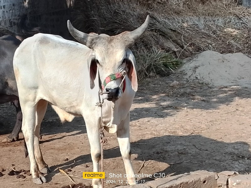 ગૉધલા વૅસવાનાછૅ