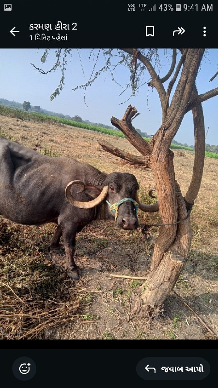 આ ભેંસ વેચવાની...