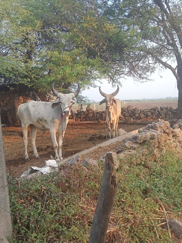 ગુડલા વેચવાના છ...