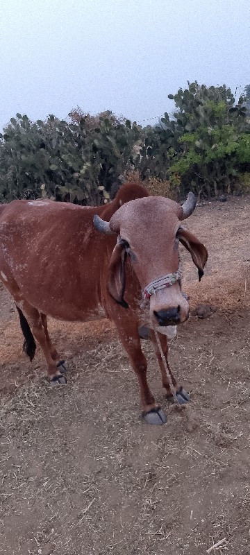 ગાયવેચાવછે