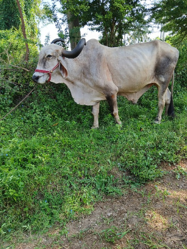 વેસવાનોસે