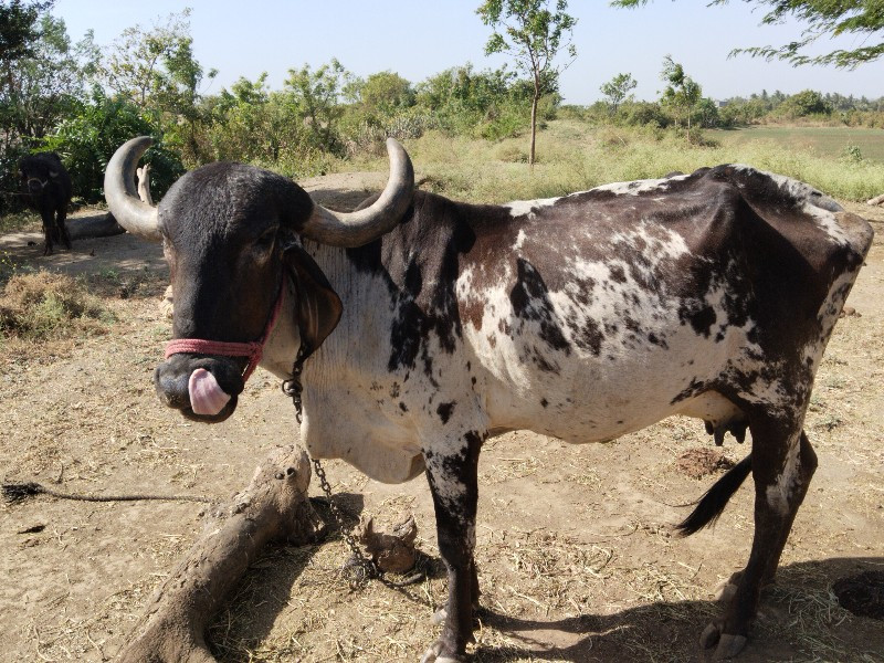 ગાય