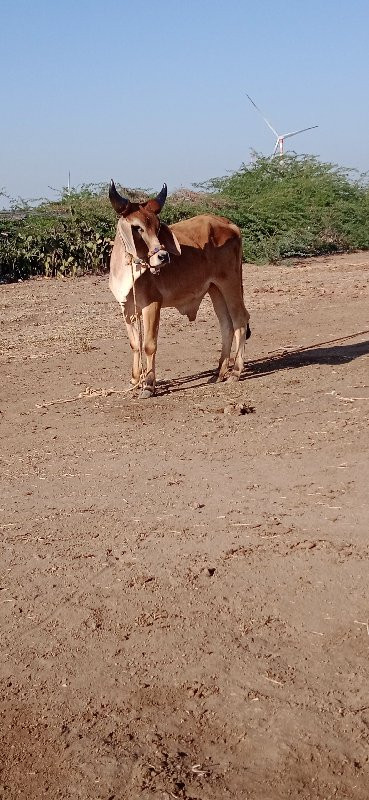 ઉદયપુર દ્વારકા...