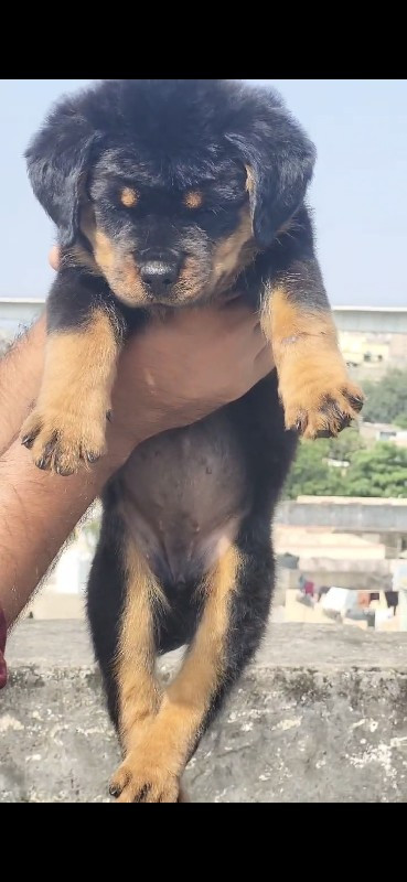 Rottweiler fema...