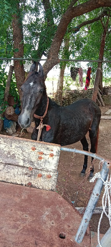 આ વછેરો વેચવા ન...