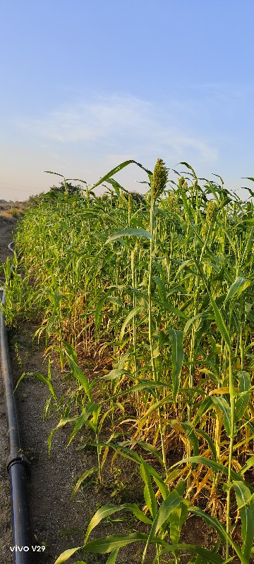 લીલી ગુંધરી વેચ...