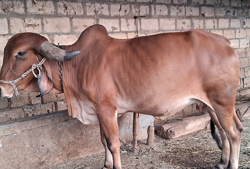 ગીર ગાય