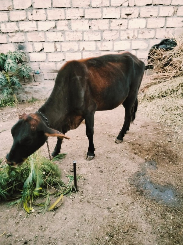 ર્જરસી ઓડકી વેચ...