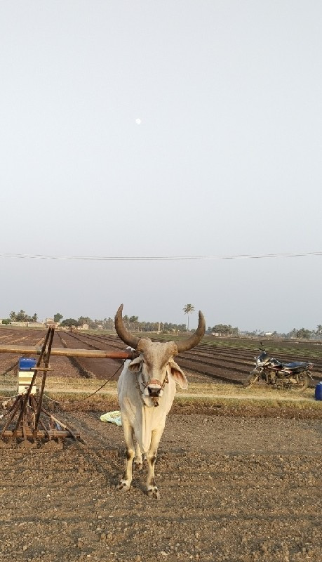 ગોધલો વેસવાનો સ...