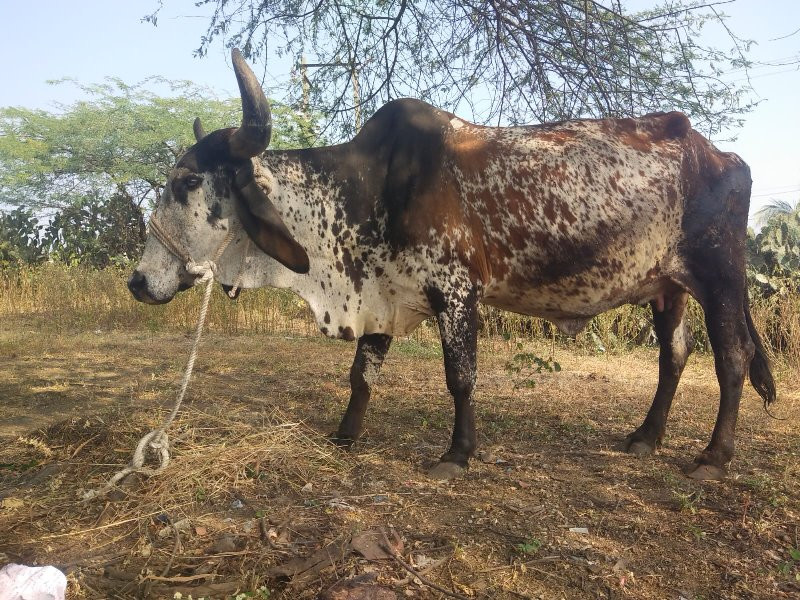 ગય વેચાણ