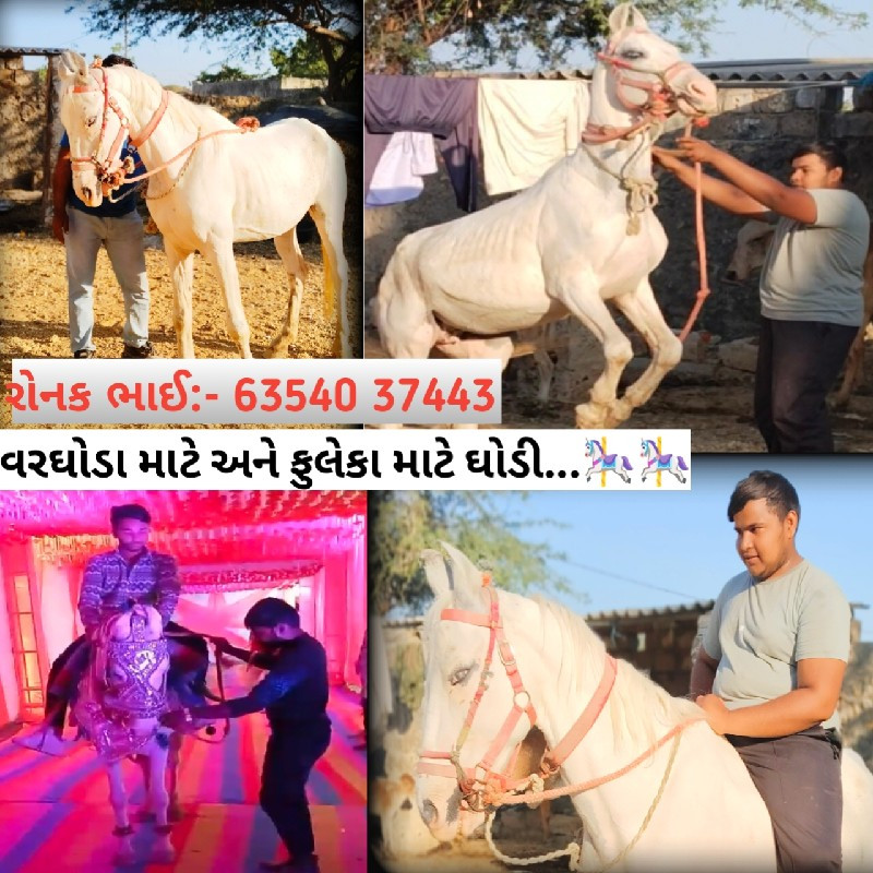 ઘોડી વરઘોડા ફુલ...