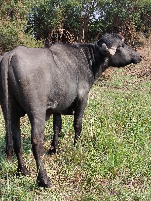 પાડો વેચવાનો છે