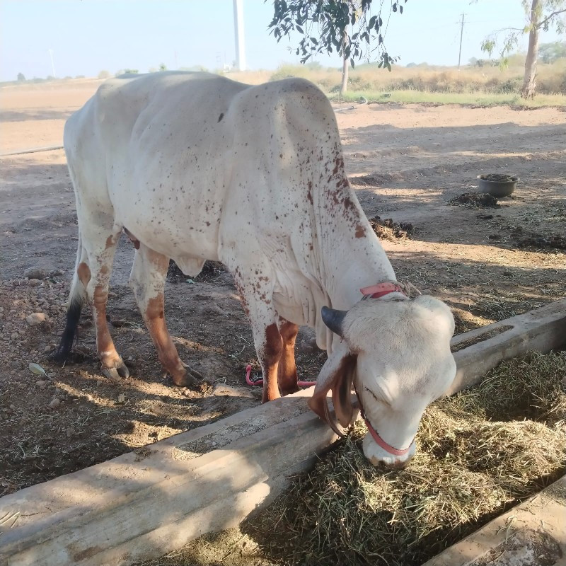 હોળકી લેવા માટે...