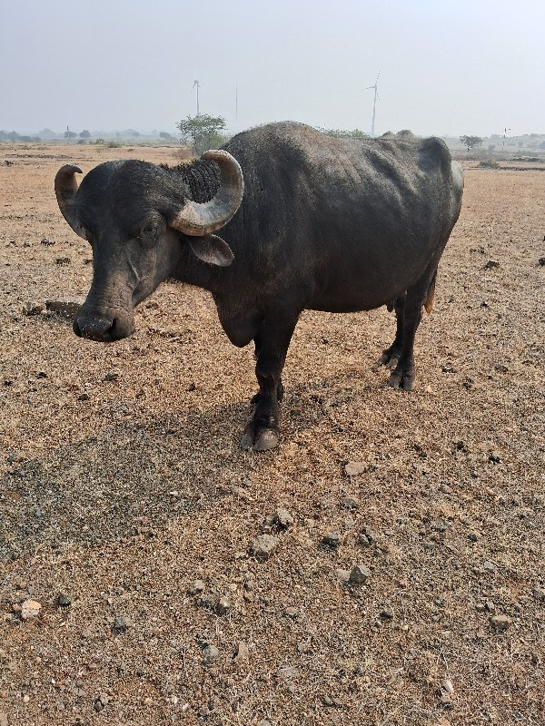 ભેસ  વેચવા નિ...