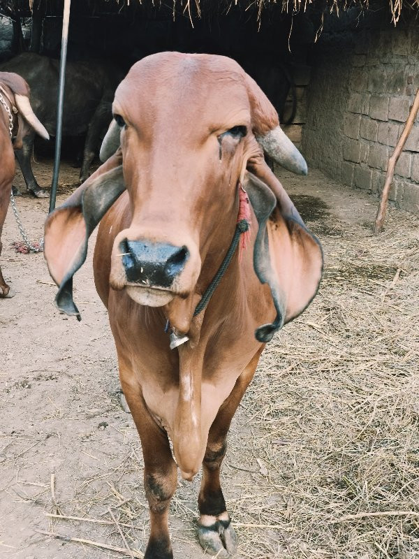 ગીર ગાય વેચવાની...