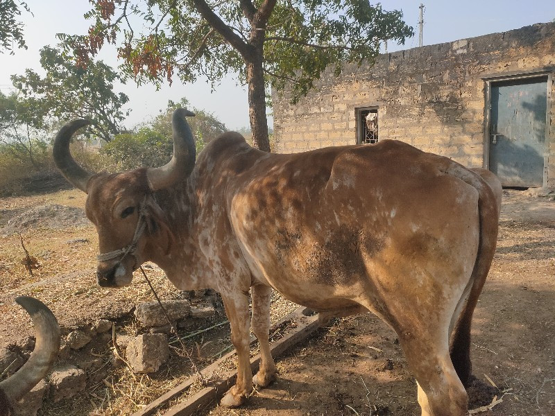 બળદ  વેચવાનો છે