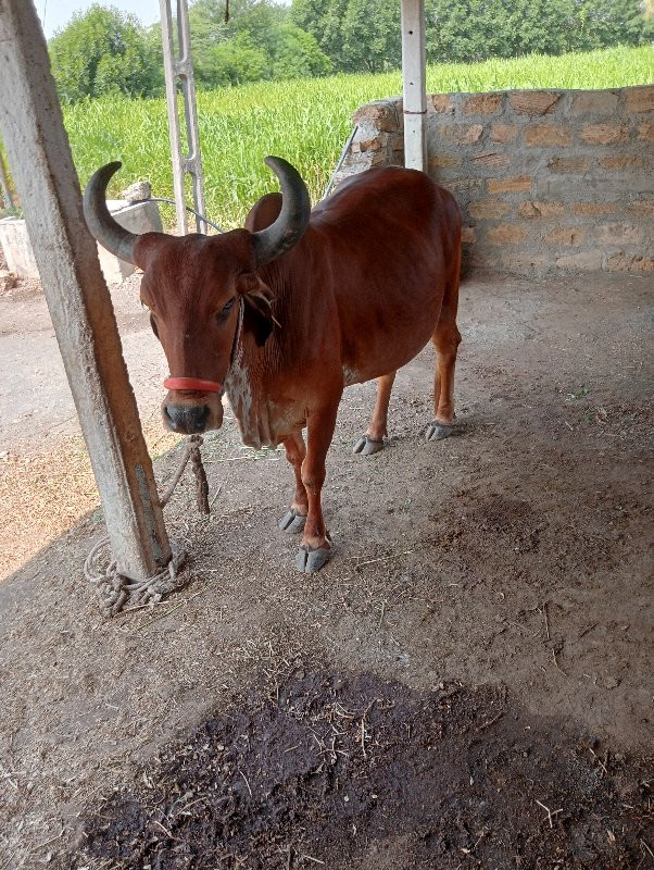 ગાય વેચવાની છે...