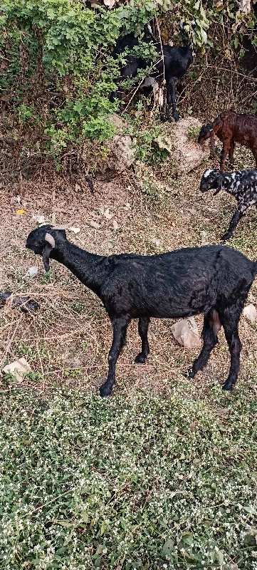 8 બકરી વેસ્વાની...