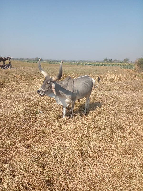 વઢીયારો ગોઢલો