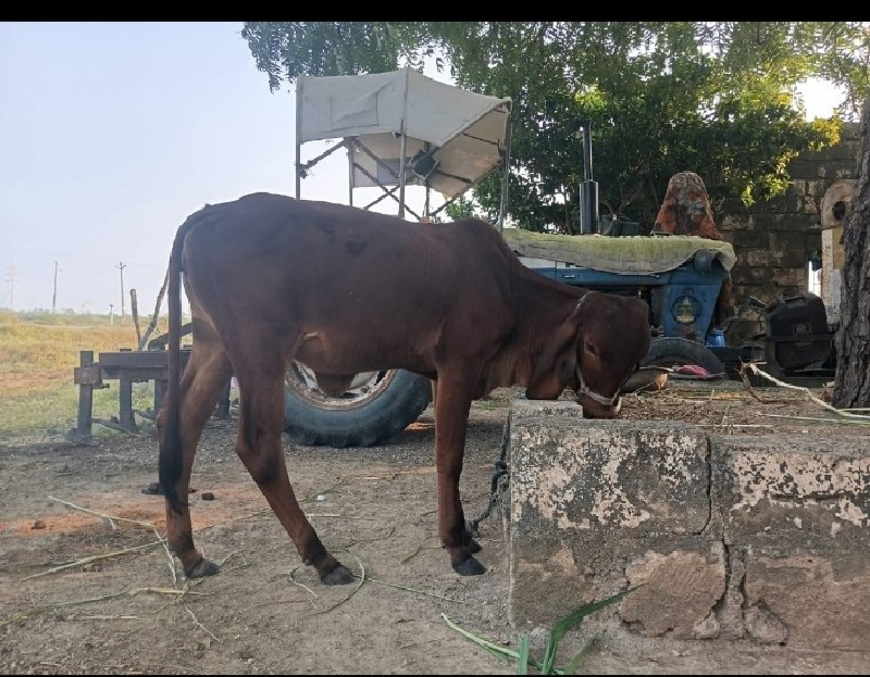 વાછડી વેચવાની છ...