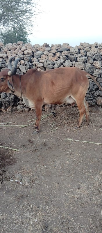 ગાયુ વેશવાની છે