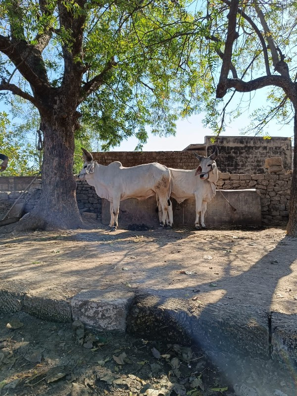 વાછડા વેચવાના છ...