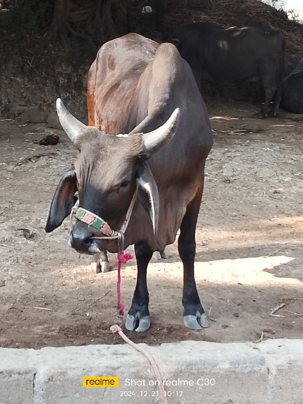 ગૉધલા વૅસવાનાછૅ