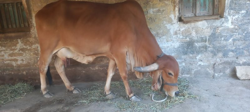 આ ગાય વેચવાની છ...