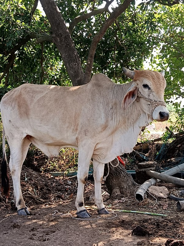 ગોદલો વેચવાનો છ...