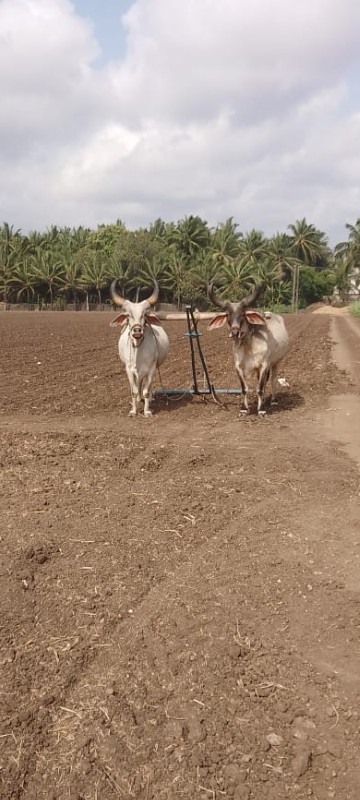 બળદ વેચવાના છે