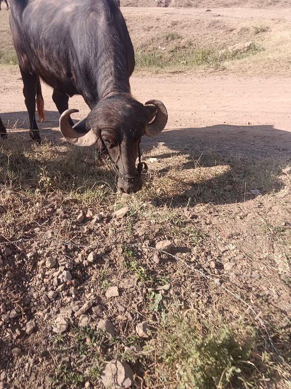 ખળેલી વેચવાની છ...