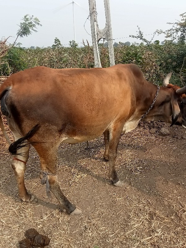 જર્સી ગાય વેસવા...