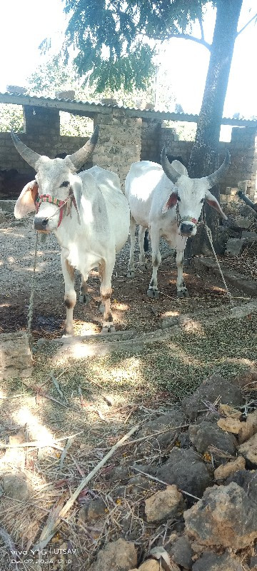 ગોધલા વેસવાના સ...