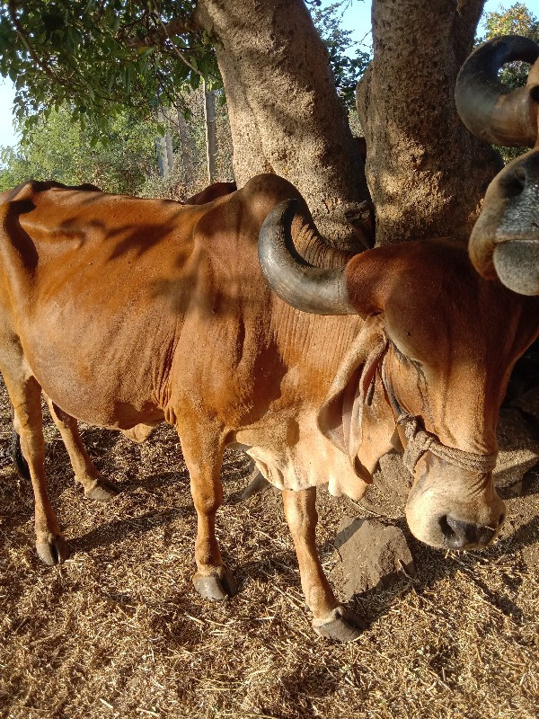 ગીર ગાય વેંચવાન...