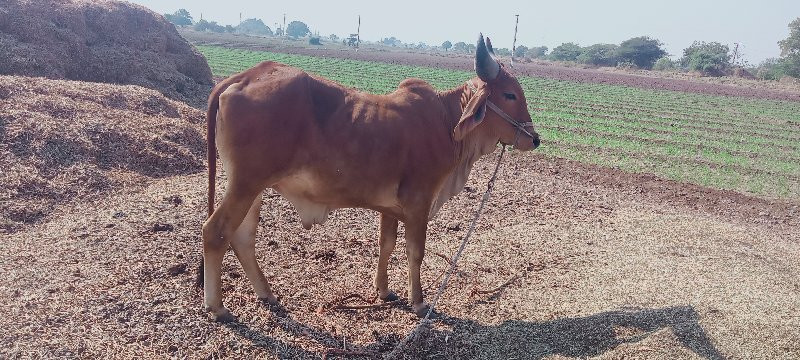 ગોધલો