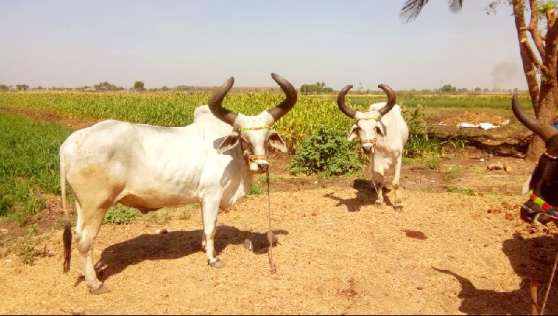 વઢીયારા બળદ વેચ...