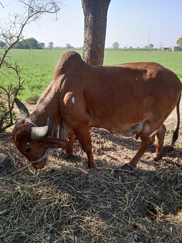 સાર વેતરની ગા છ...