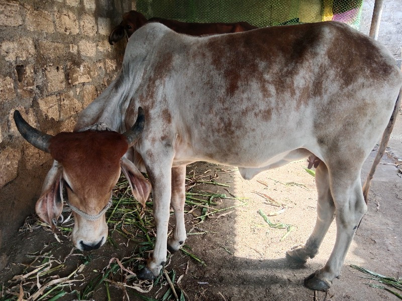 બે ઓળખી વેચવાની...