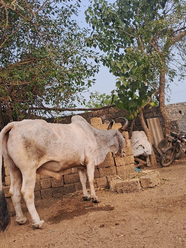 બળદ વેચવાનો છે