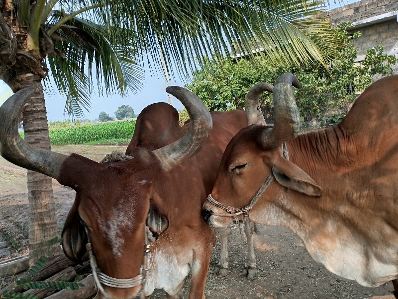 વેચવાના છે