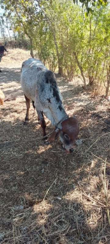 વેચવાનો છે તન વ...