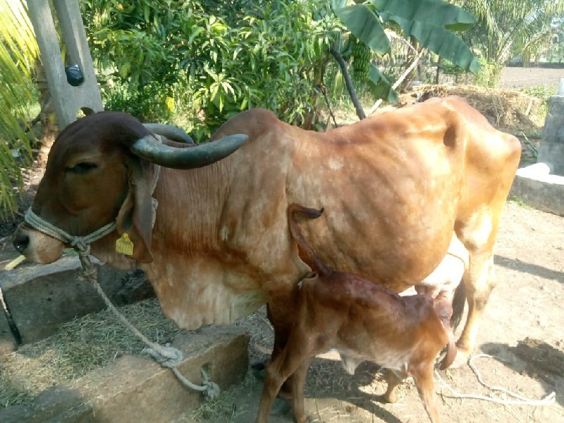 ગાય 🐄