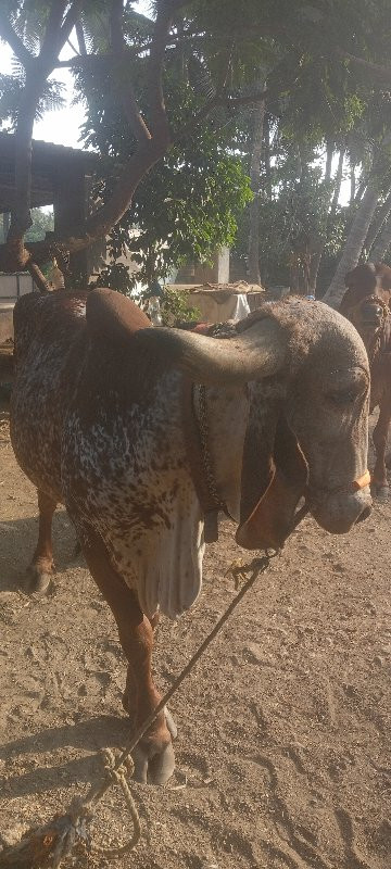 ગાય