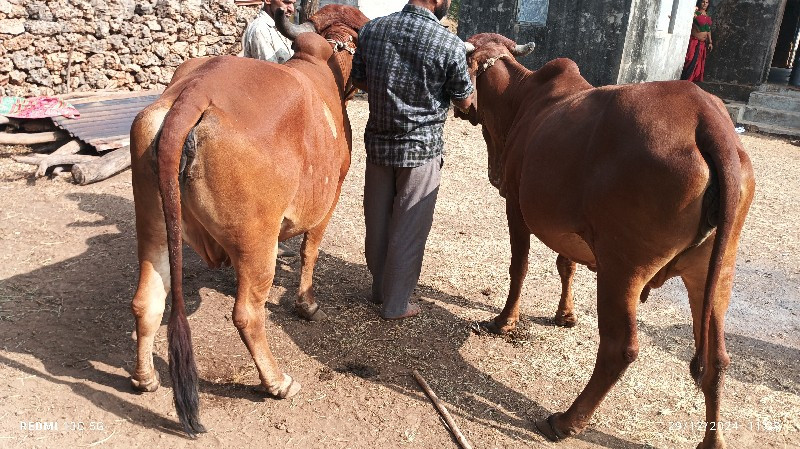 આ બને ગાય વેચવા...